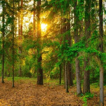 Backdrop - PNW Forest - Right