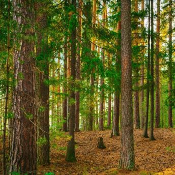 Backdrop - PNW Forest - Left