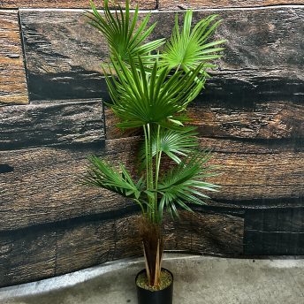Fan Palm - 3 ft