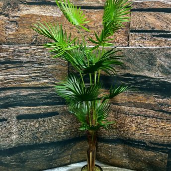 Fan Palm - 4 ft