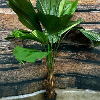 Fan Palm - 5 ft