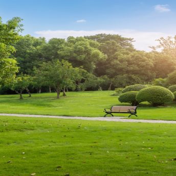 Backdrop - Wide - Park - 20x8