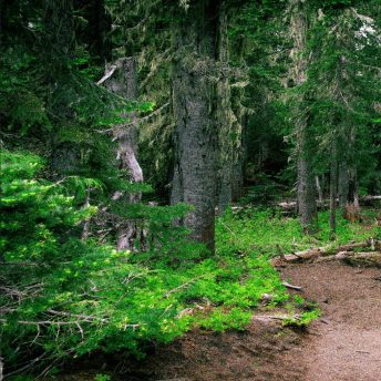 Backdrop - Forest Trail - left