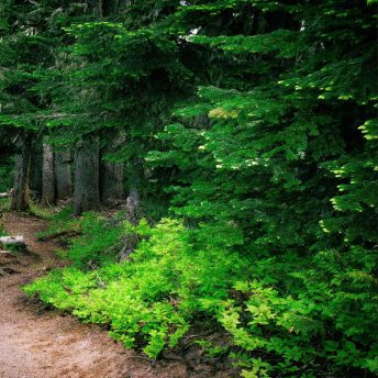 Backdrop - Forest Trail - right