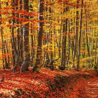 Backdrop - Fall Forest - Left - 10x10