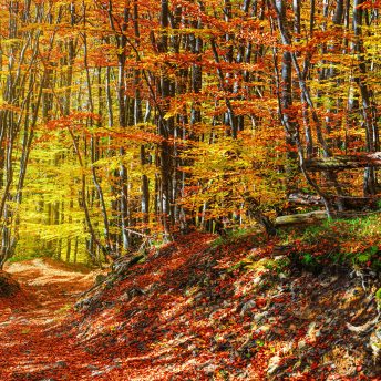 Backdrop - Fall Forest - Right - 10x10